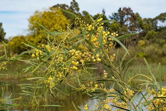 A swamp wattle (Wirilida) with yellow flowers in the Fleurieu Peninsula wetlands.