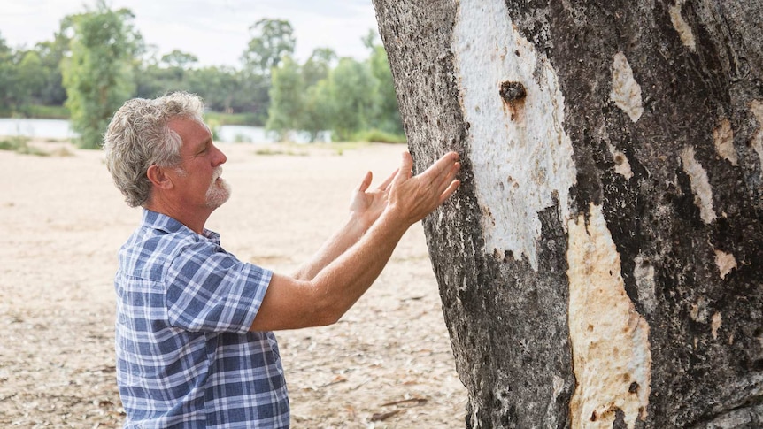 Man measuring eucalyptus tree