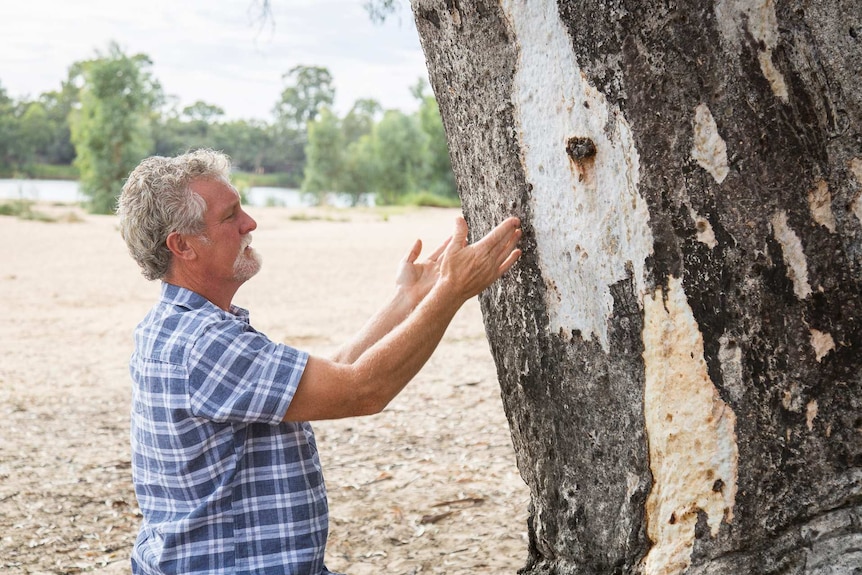 Man measuring eucalyptus tree