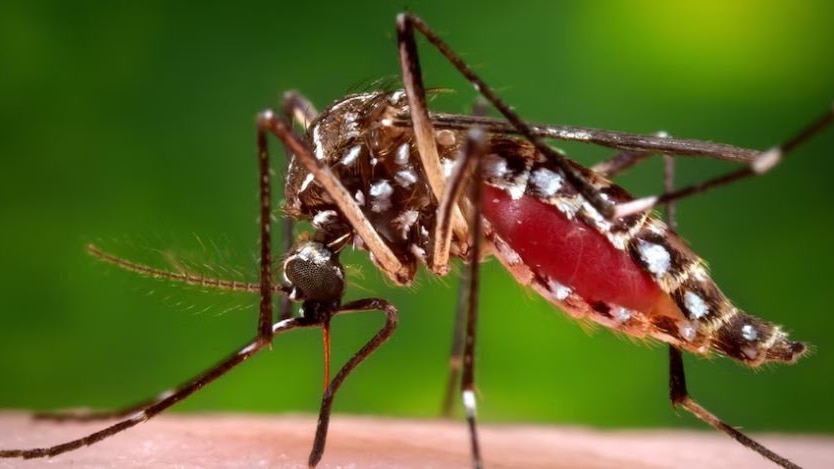 A close-up photo of a mosquito