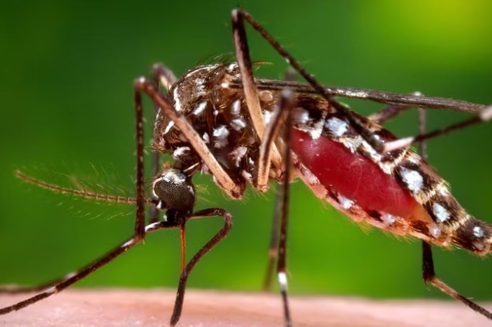 A close-up photo of a mosquito