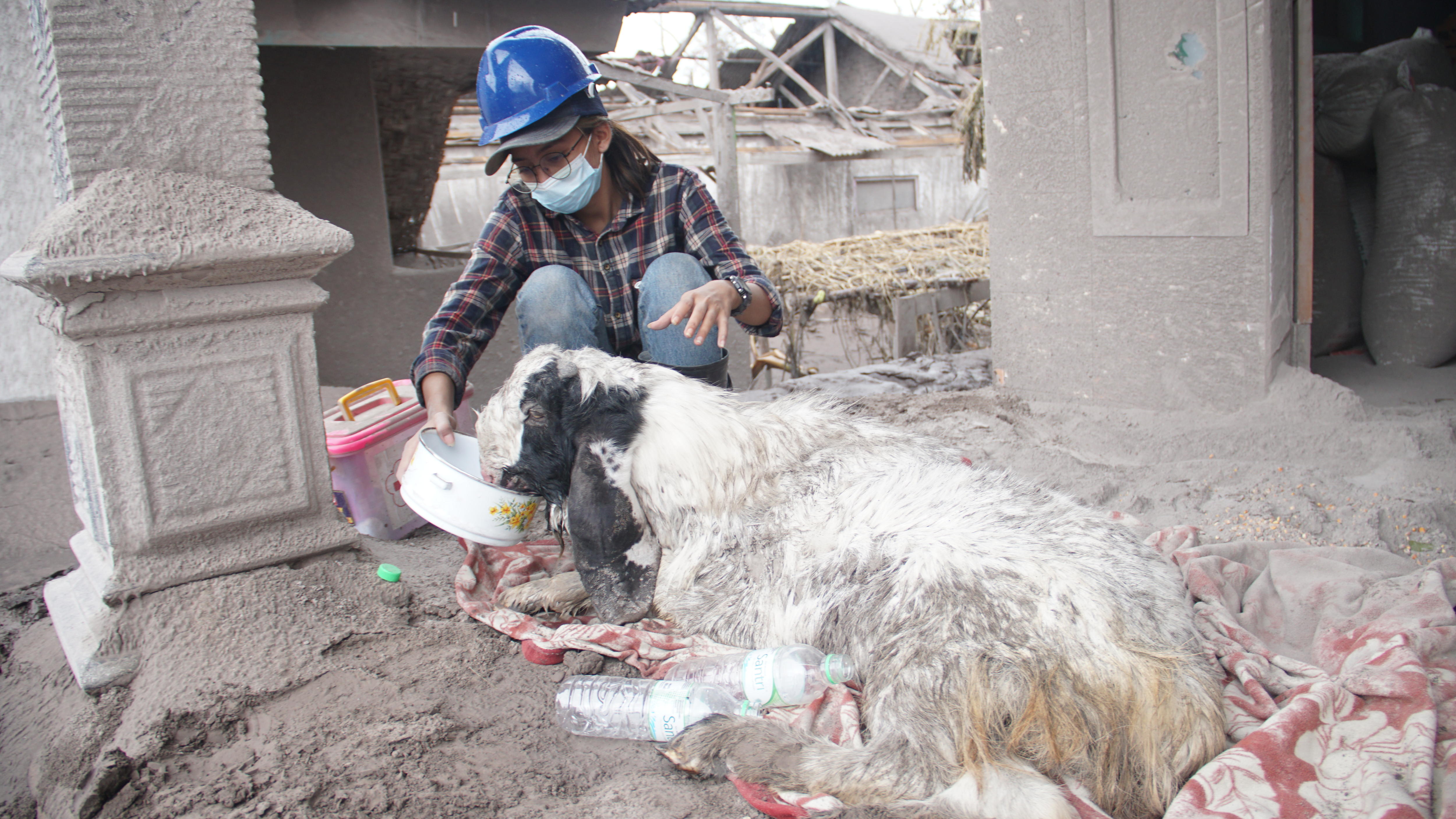 A goat covered in ash eats food from a bowl provided by a rescue worker. 