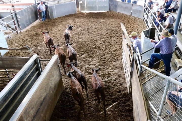 Brown cattle walk into a saleyard ring, with people in stands on the right.