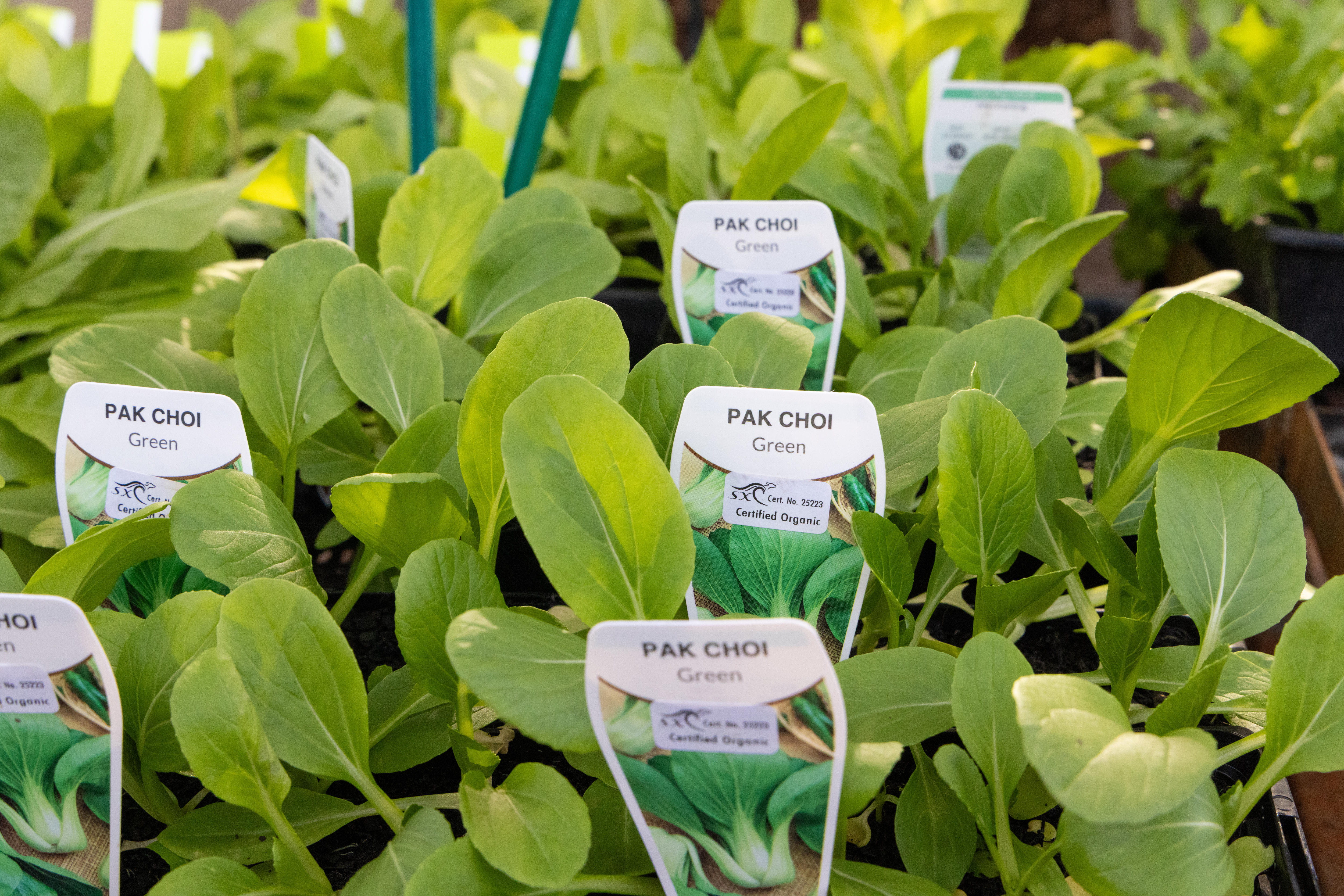 Pak choi  seedlings at a nursery.