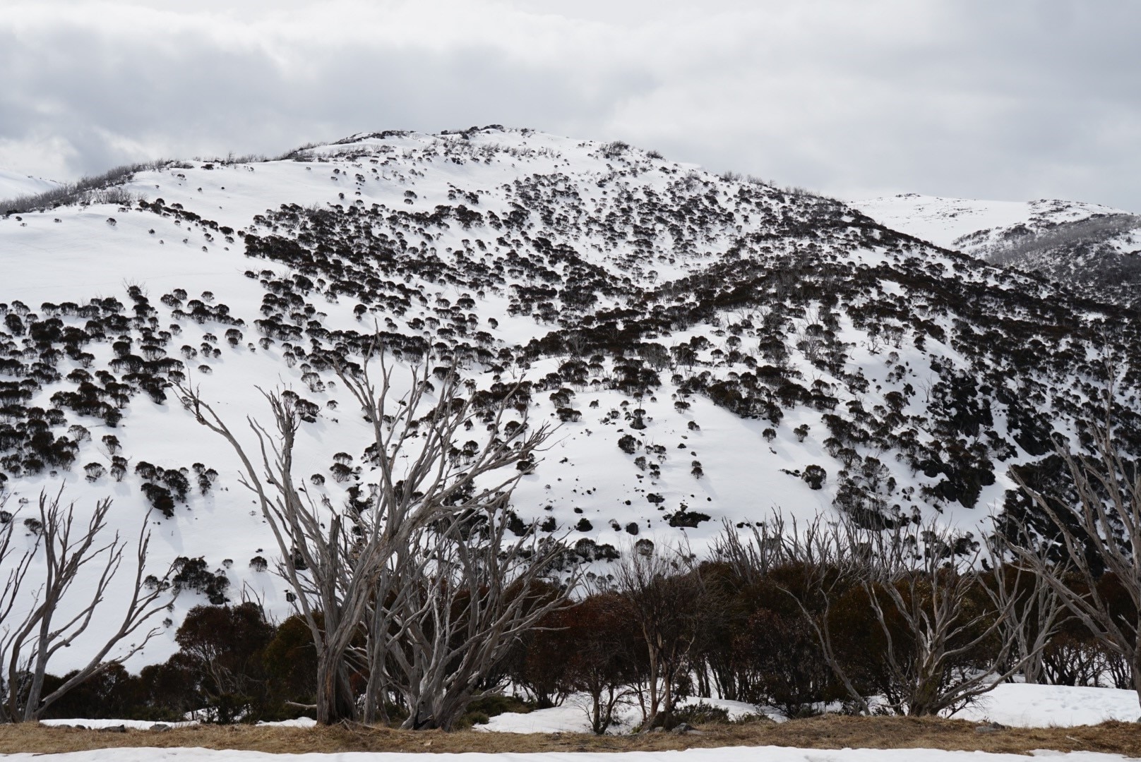 A mountain covered in white snow, trees and shrubs.
