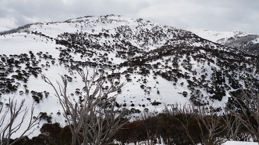 A mountain covered in white snow, trees and shrubs.