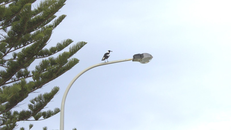 The problem magpie that swooped yesterday, causing the accident.
