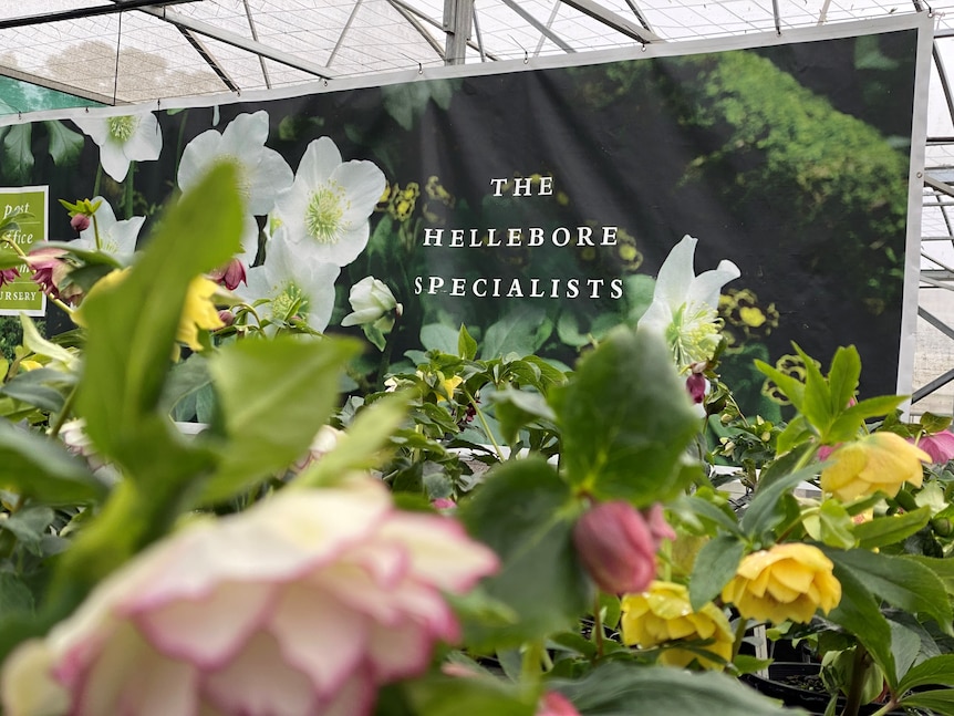 Flowers at a farm with a large sign saying 'The Hellebore Specialist'