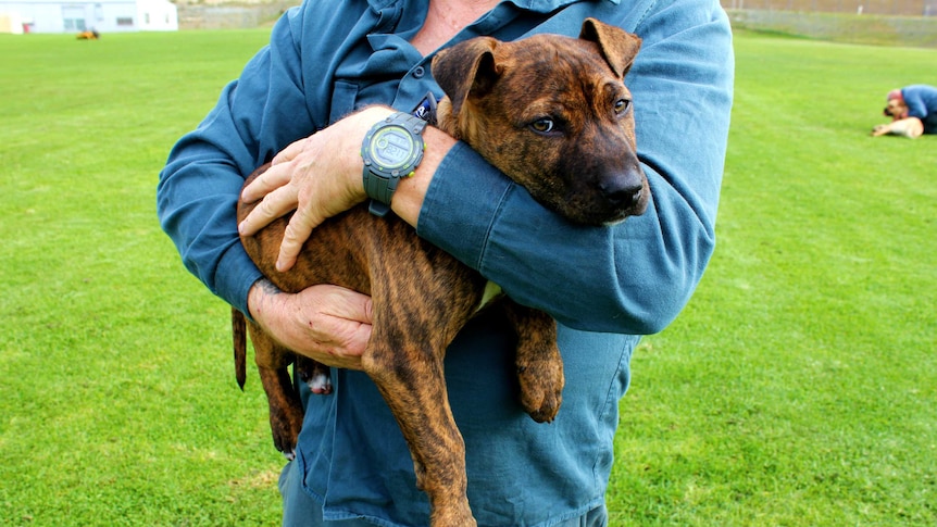 A brindle puppy being held by a man whose face isn't shown standing on grass