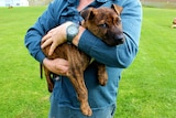A brindle puppy being held by a man whose face isn't shown standing on grass
