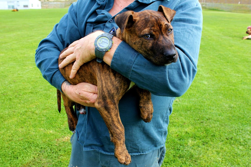 A brindle puppy being held by a man whose face isn't shown standing on grass