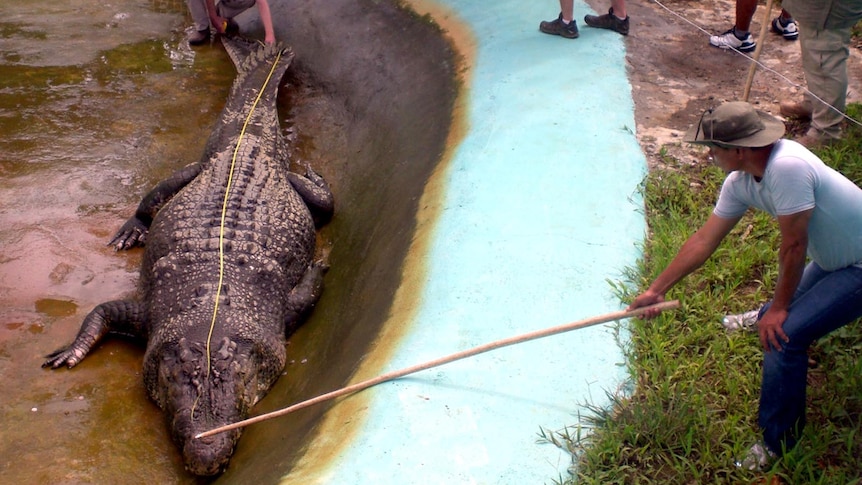 Saltwater crocodile measured at 6.187 metres.