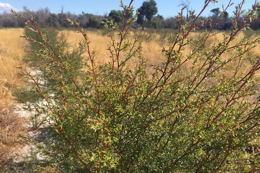 A green tea tree plant sits in a row of plants, in a field of dry grass