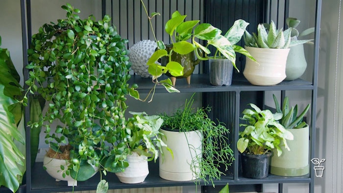 Plants in pots on a stand