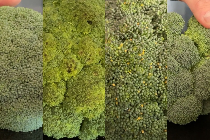 A composite image of four broccoli. Left best condition, next discoloured and uneven bead sizing, next orange/yellow spots, last