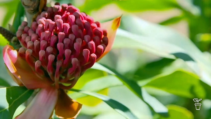 Close up image of a red waratah flower