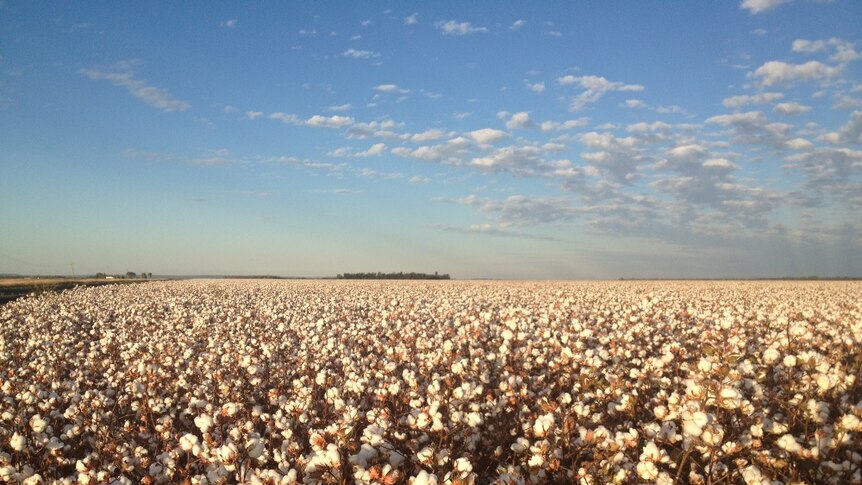 Field of cotton ready to be harvested in Emerald