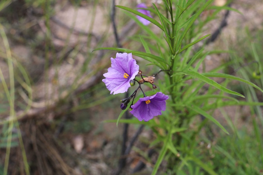 A violet-coloured flower.