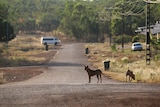 Camp dogs wander the streets in the remote community of Wadeye.