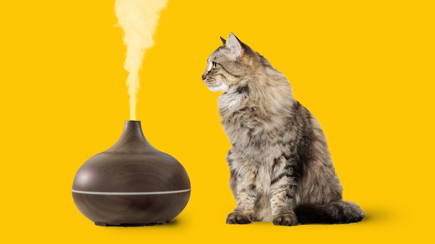 Essential Oil Diffusers and Your Pet