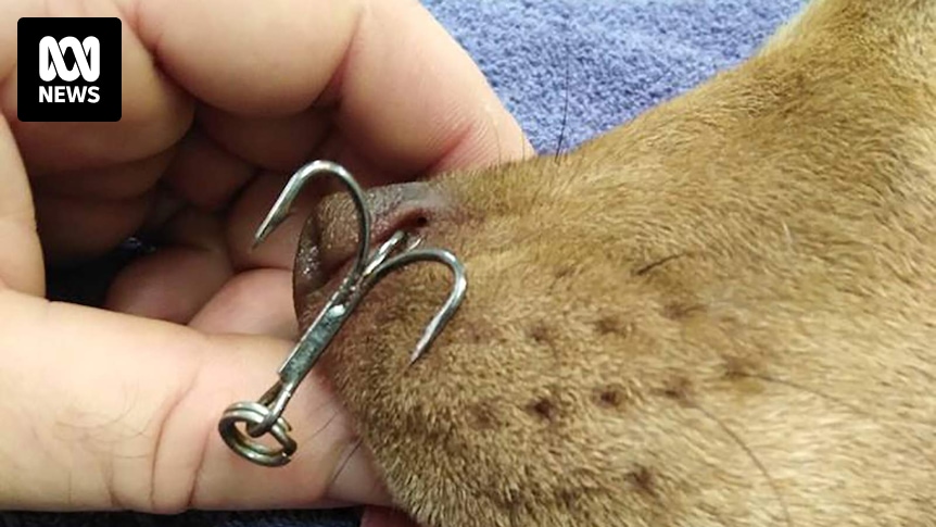 Vet concerned after fishing lures hook dogs instead of fish in NT