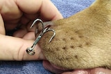 A graphic photo of a hook in a dog's nostril.