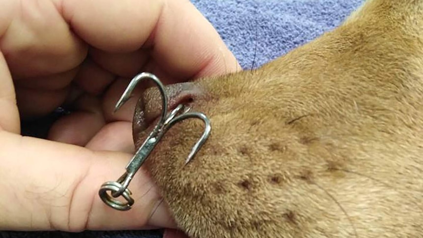 A graphic photo of a hook in a dog's nostril.