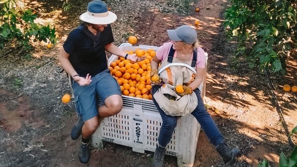 Backpackers in a citrus orchard.