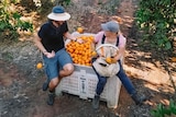 Backpackers in a citrus orchard.