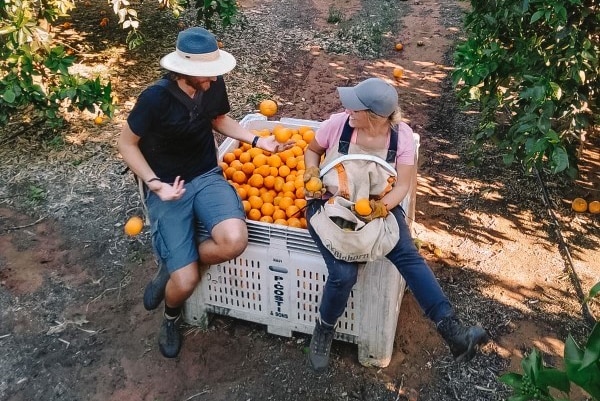 Backpackers in a citrus orchard.