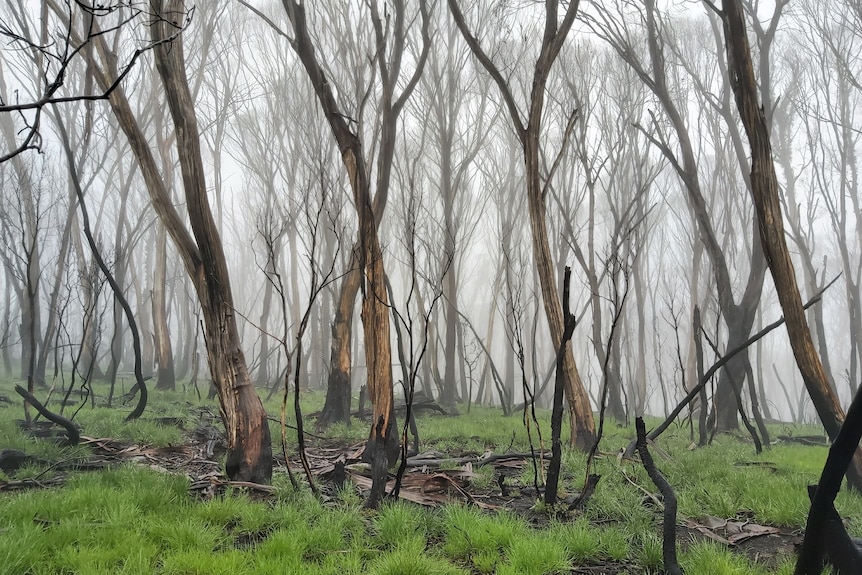 Bare tree trunks and blackened stumps stand in a green landscape.