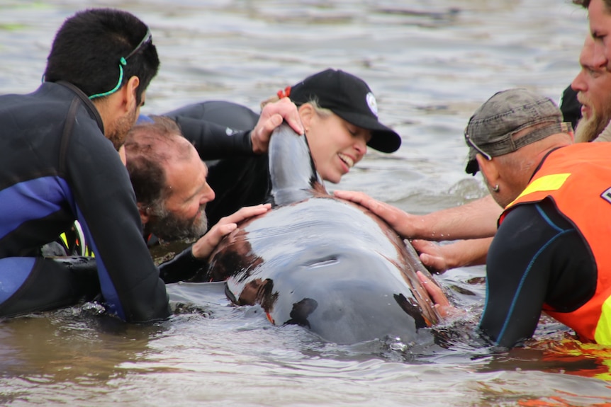 Rescuers with a pilot whale in the water.
