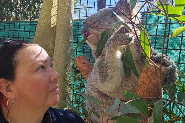 A close up photo of Carla-Maree looking at a koala eating some gum leaves. 