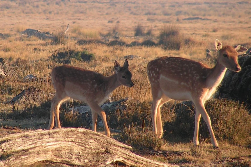 A fallow deer and fawn