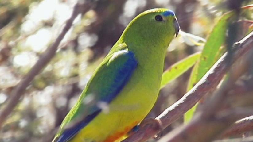 Orange bellied parrot sits in a tree at Melaleuca, in south-west Tasmania.