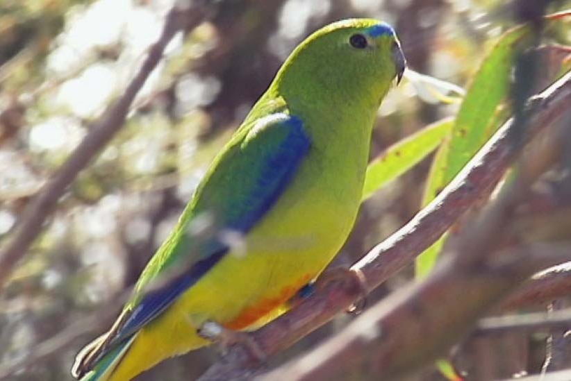 Orange bellied parrot sits in a tree at Melaleuca, in south-west Tasmania.