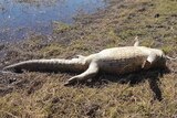 70-yr-old crocodile found at Lake Moondarra