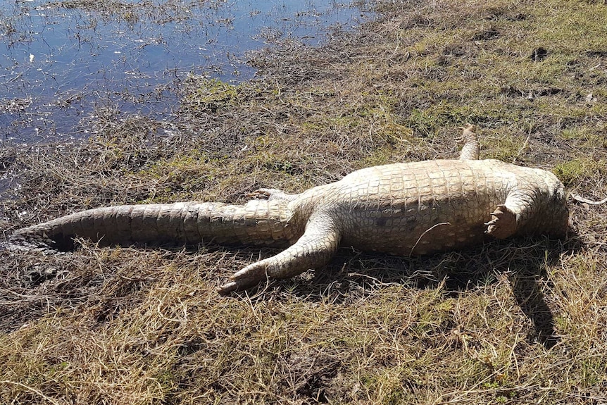 Headless crocodile lying on its back on grass