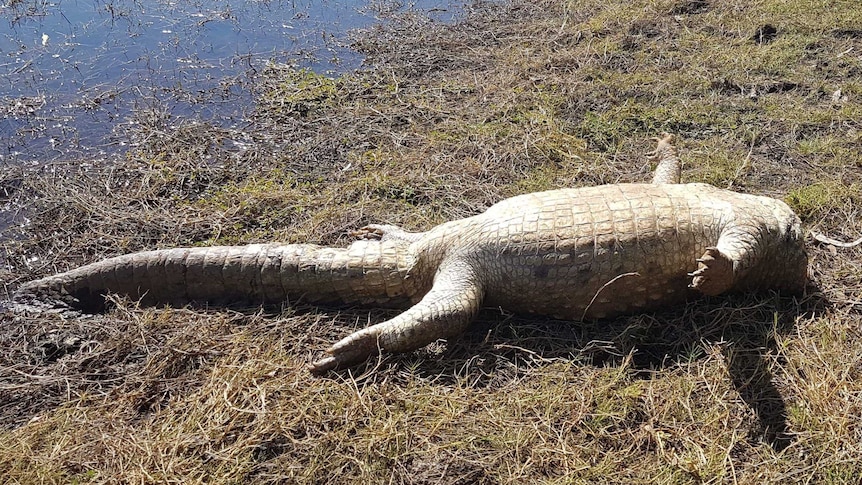 Headless crocodile lying on its back on grass