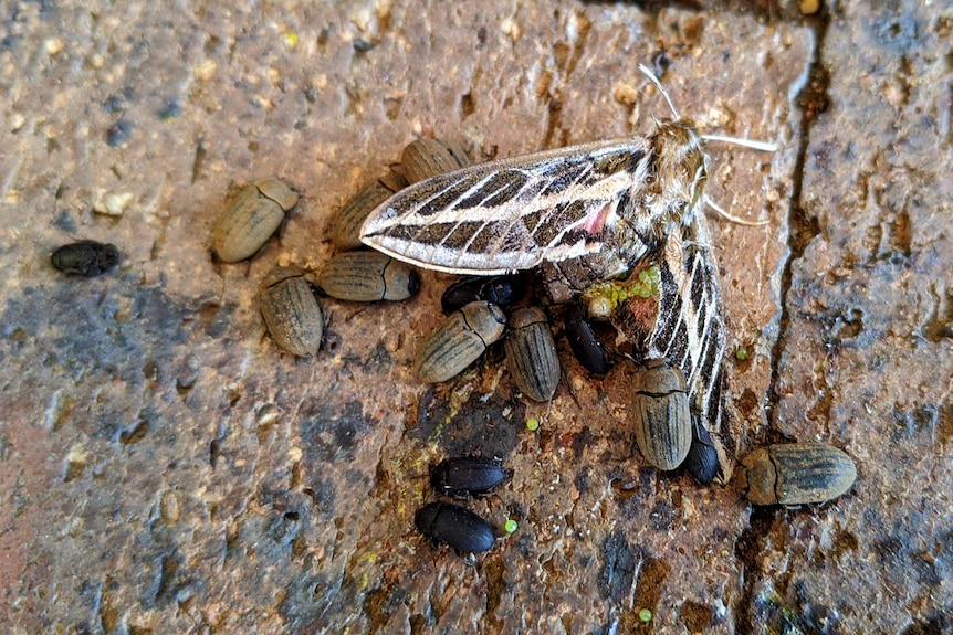 Beetles and moths on Longreach footpath