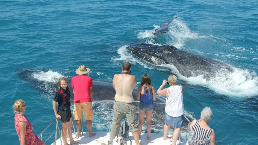 Watching whales off Broome