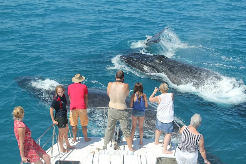 Watching whales off Broome