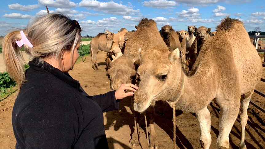 A woman with blonde hair is patting a camel with another 10 camels behind.