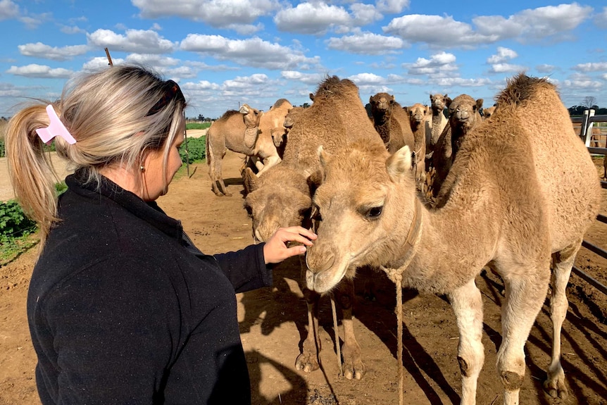 A woman with blonde hair is patting a camel with another 10 camels behind.