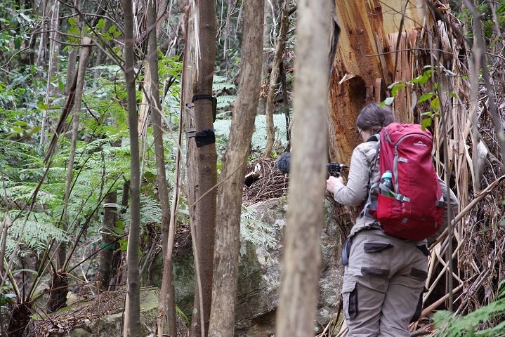 Lyrebird Nest and equipment set up