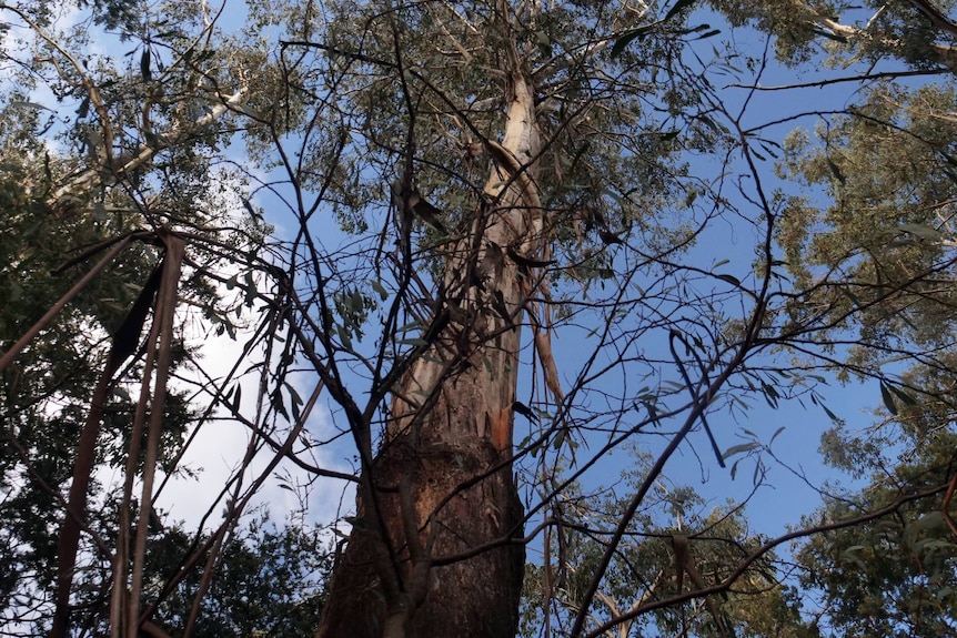 A large tree stands tall in a forest under blue sky.