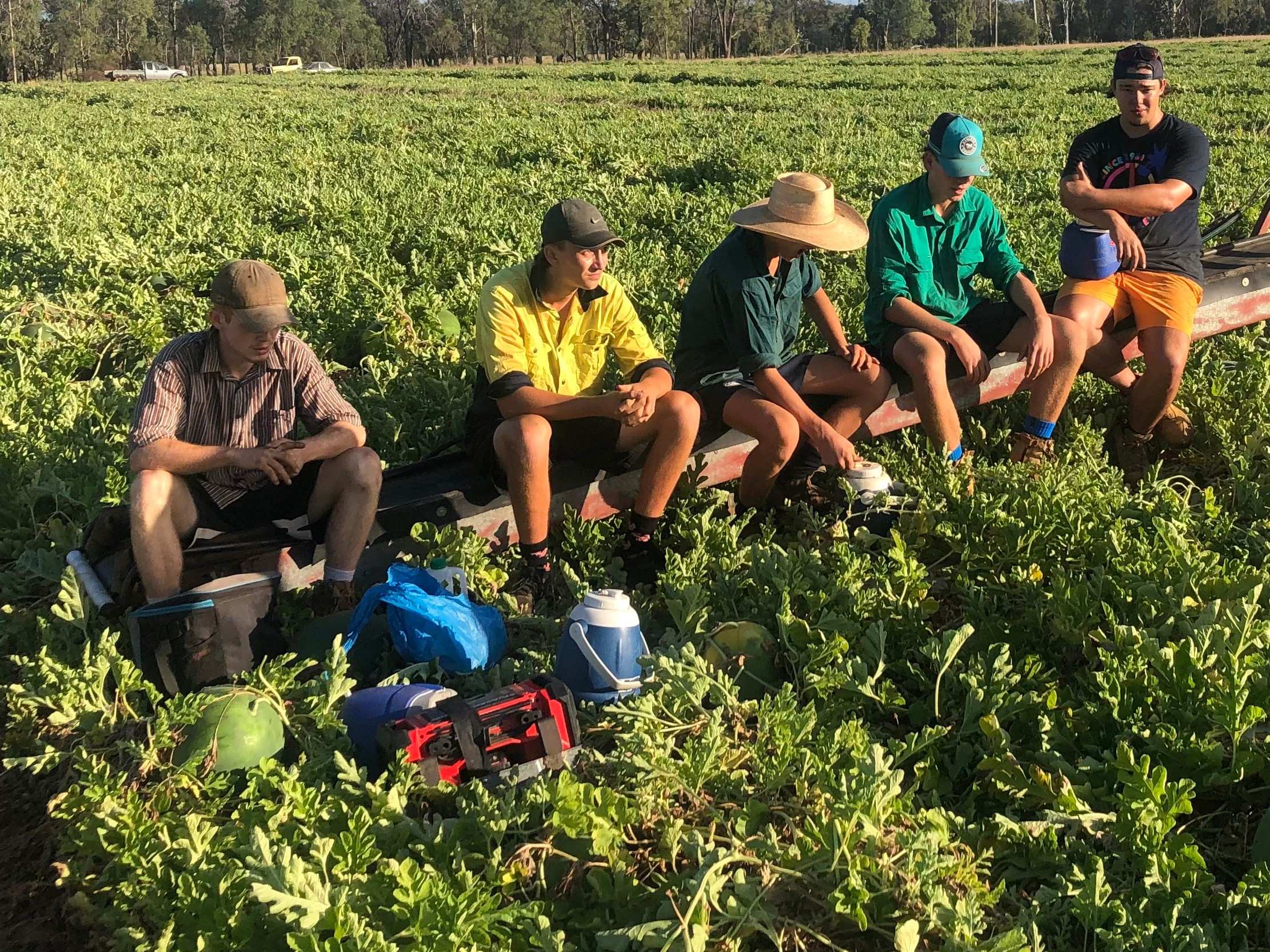 School leavers swap lazy days for hard yakka fruit picking on farmers