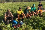 Five year 12 school leavers takikng a break while picking water melons on a Chinchilla property