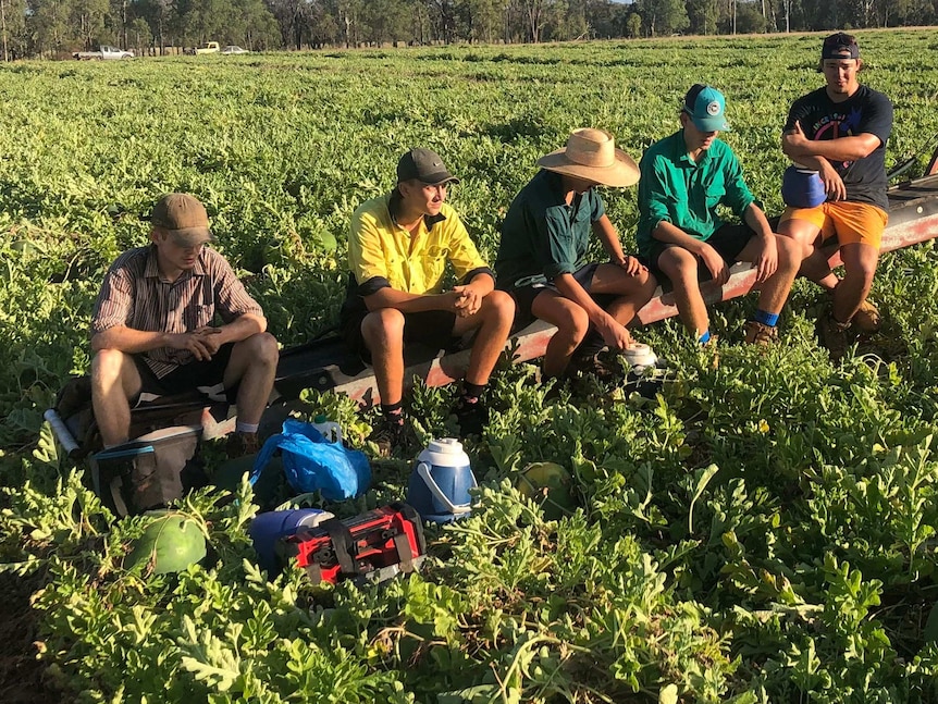 Five year 12 school leavers takikng a break while picking water melons on a Chinchilla property
