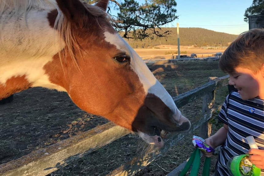 Horse reaching out to take a treat from a young boy over a fence.